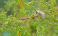 Bombyliidae beefly