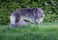 Gray Borzoi playing with Italian Greyhound