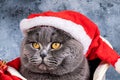 Gray British cat in a Christmas hat on a light Christmas background. Christmas background with animal. Foreground.