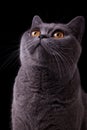 Gray british cat with dark yellow eyes