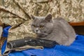 Gray british cat with a gun on a khaki background. Aggression, war in Ukraine, defense Royalty Free Stock Photo