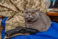 Gray british cat with a gun on a khaki background. Aggression, war in Ukraine, defense Royalty Free Stock Photo