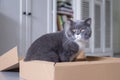 Gray British cat, indoor shot Royalty Free Stock Photo