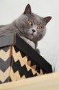 A gray british cat sits on a box on a shelf and looks from above Royalty Free Stock Photo