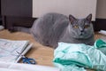 Gray british cat lies on the drawings and fabric. cutting and sewing at home