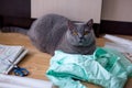 Gray british cat lies on the drawings and fabric. cutting and sewing at home