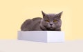 gray british cat lies in a narrow light box