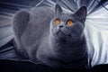 Gray British cat lying in a silver umbrella Royalty Free Stock Photo