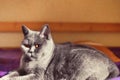 Gray British cat lying on a sofa Royalty Free Stock Photo