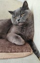 Gray british cat lying on sofa front view close up Royalty Free Stock Photo