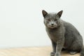 The gray British cat near the fireplace. Cute gray British shorthair cat at home interior. British Short Hair cat walking on Royalty Free Stock Photo