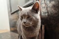 The gray British cat near the fireplace. Cute gray British shorthair cat at home interior. British Short Hair cat walking on Royalty Free Stock Photo