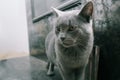 The gray British cat near the fireplace. Cute gray British shorthair cat at home interior. British Short Hair cat walking on Royalty Free Stock Photo