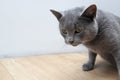 The gray British cat near the fireplace. Cute gray British shorthair cat at home interior. British Short Hair cat walking on Royalty Free Stock Photo