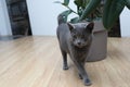 The gray British cat near the fireplace. Cute gray British shorthair cat at home interior. British Short Hair cat walking on Royalty Free Stock Photo