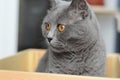 A gray British cat with orange eyes sits sideways in a wooden box Royalty Free Stock Photo