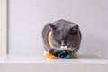 The gray British cat Royalty Free Stock Photo