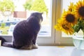 A gray British cat sits on the windowsill near a bouquet Royalty Free Stock Photo