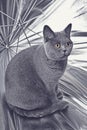 Gray British cat sitting in a silver umbrella Royalty Free Stock Photo