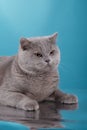 Gray british cat on a studio