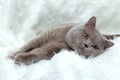 Gray British cat on a white background