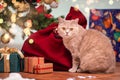 A gray British cat with yellow eyes sits next to a gift box under a Christmas tree in the living room Royalty Free Stock Photo