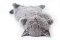 Gray British fluffy kitten lying on his back