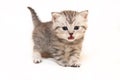 Gray British kitten meows standing in front of the camera Royalty Free Stock Photo