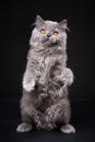 Gray british longhair kitten