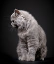 Gray british longhair kitten