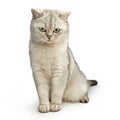 Gray British shorthair cat.