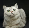 Gray British shorthair cat.