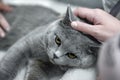 Gray British shorthair cat lay in the owner`s arms. Hands are stroking a gray, lop-eared Briton. A purebred animal