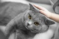 gray British shorthair cat lay in the owner's arms. Hands are stroking a gray, lop-eared Briton. A purebred animal
