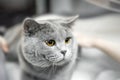 gray British shorthair cat lay in the owner's arms. Hands are stroking a gray, lop-eared Briton. A purebred animal. Royalty Free Stock Photo