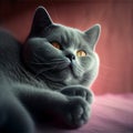 Gray British Shorthair Cat Lying on Bed with Yellow Eyes