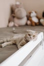 Gray british shorthair cat lies on the bed and looks at us. full length