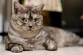 Gray British Shorthair cat looking at camera