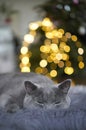 Gray British shorthair cat sleeping next to Christmas tree Royalty Free Stock Photo