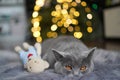 Gray British shorthair cat sleeping next to teddy bear