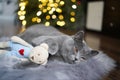 Gray British shorthair cat sleeping next to teddy bear Royalty Free Stock Photo