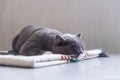 Gray British shorthair cats Royalty Free Stock Photo