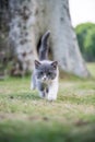 Gray British shorthair cats, outdoor grass