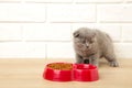 Gray british shorthair kitten eats on white background