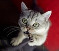 Gray British Shorthair Royalty Free Stock Photo