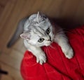 Gray British Shorthair Royalty Free Stock Photo