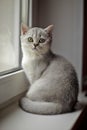 Gray British Shorthair