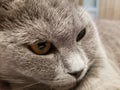 Gray british small kitten close-up. close-up of muzzle cat`s. cute kitty Royalty Free Stock Photo