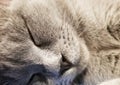 Gray british small kitten sleeps close-up. close-up of muzzle cat`s. cute kitty sleeping Royalty Free Stock Photo