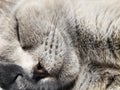 Gray british small kitten sleeps close-up. close-up of muzzle cat`s. cute kitty sleeping Royalty Free Stock Photo